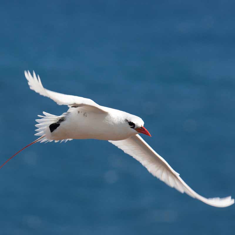 red tailed tropic bird
