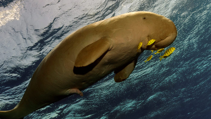 A dugong in coastal waters in Northern Australia.